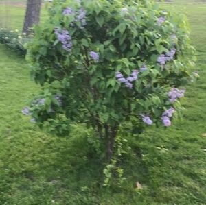 Meet your Posher, Louise